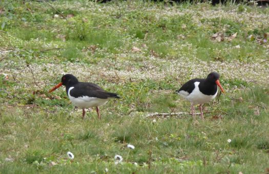 A pair of oystercatchers on a strip of grass, near a busy road. Photo 2.