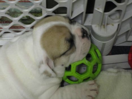 Winston and his ball