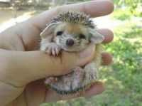 Baby Porcupine #1