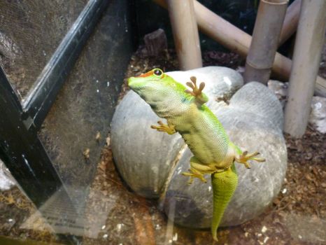 Friendly ghecko