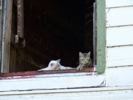 Cats in barn door