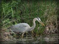GBH- Ben Brenman on an overcast morn