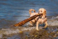 Master, I fetched the stick!