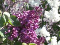 Lilac Time