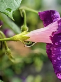 💦 Raindrops 💦