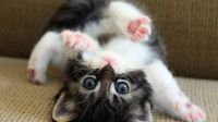 Upside-down Playful Kitten (Easy version)