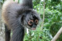 Juvenile female spider monkey
