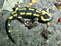 Salamander - Symbol of Sarlat-la-Canada