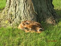 Fawn