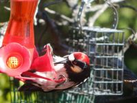 acorn woodpecker