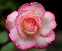 Pink Rose (Jun17P03)