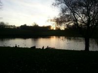 beeeeeeeeeeeeautiful sunset with ducks