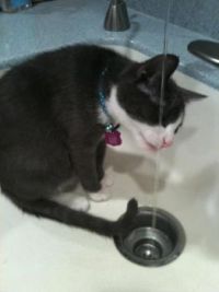 Daisy does not know that cats do not like water....