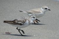 Sandpiper & Piping Plover IMG_8448