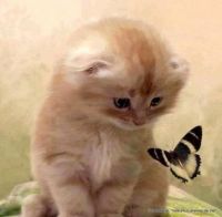 kitten and butterfly