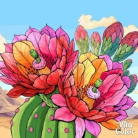 Blooming cactus . . . . .