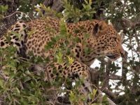 Kruger leopard