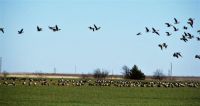 Geese take off
