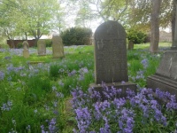 Bluebells in the churchyard