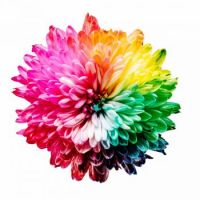Multicoloured Flower