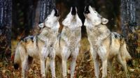 | SMALL | 3 Wolfs Howling