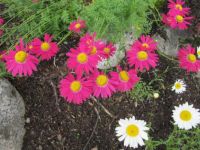 Pink Daisys