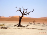 NAMIBIA - Sossusvlei – Namib-Naukluft National Park - Dead Camelthorn trees in Deadvlei