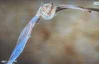 Bats in Malta. 7.
