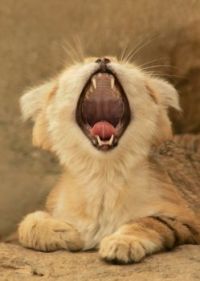 Sand Cat