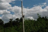 Bird climbing a pole