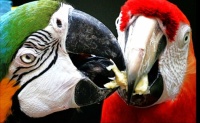 "Sharing Macaws"