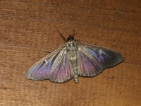 box moth - Cydalima perspectalis (Buxusmot)