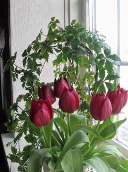 2012 Prinsessevin og tulipaner
