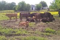 Heidi’s calves growing fast