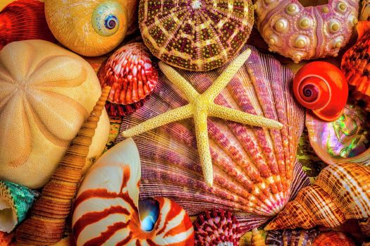Solve Shells jigsaw puzzle online with 425 pieces