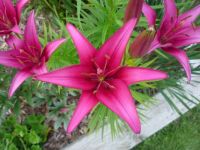 Asian Lily- Pink