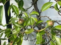 my pear-tree today