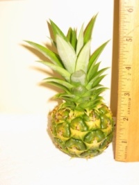 tiny pineapple