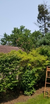Trimming the Shrubs