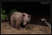 Black Bear cubs on camera trap