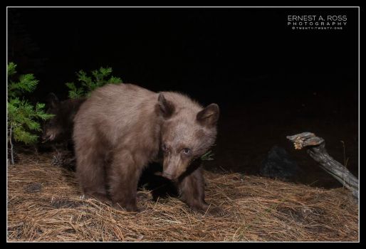Black Bear cubs on camera trap