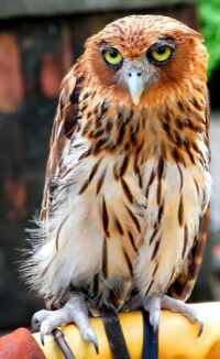 Philippine owl