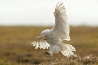 Snowy Owl - photo from Earthjustice