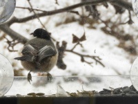 Chickadee on our window feeder