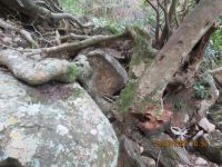Rocks or tree