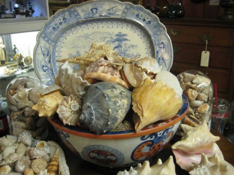 Shells in Bowl