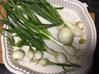 Small White Onion Harvest