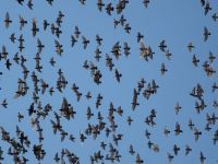 Pigeons in flight Dubrovnik