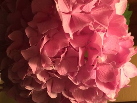 light pink hydrangea