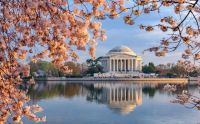 Washington-DC-cherry-blossoms-Jefferson-Memorial
